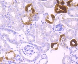 Invitrogen Klotho Recombinant Rabbit Monoclonal Antibody (JM93-76) 100