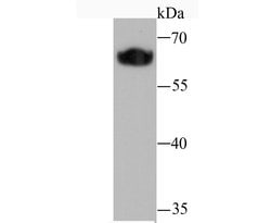 Invitrogen Klotho Recombinant Rabbit Monoclonal Antibody (JM93-76) 100