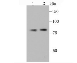 Invitrogen OPA1 Recombinant Rabbit Monoclonal Antibody (JM81-35) 100 &mu;L | Buy Online | Invitrogen&trade; | Fisher Scientific