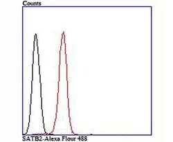 Invitrogen SATB2 Recombinant Rabbit Monoclonal Antibody (JM52-44) 100 &mu;L;