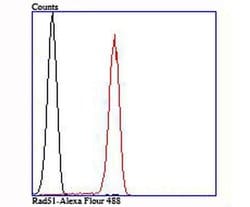 Invitrogen RAD51 Recombinant Rabbit Monoclonal Antibody (JM54-26) 100 &mu;L;