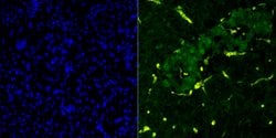 Invitrogen PDX1 Recombinant Rabbit Monoclonal Antibody (JM62-45) 100 &mu;L;