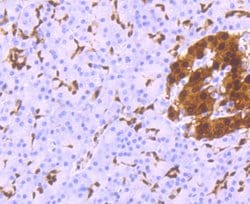 Invitrogen PDX1 Recombinant Rabbit Monoclonal Antibody (JM62-45) 100 &mu;L;
