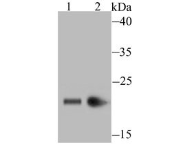Invitrogen HP1 gamma Recombinant Rabbit Monoclonal Antibody (JU81-36) 100 &mu;L | Buy Online | Invitrogen&trade; | Fisher Scientific