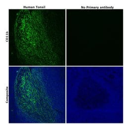 Invitrogen CD11b Recombinant Rabbit Monoclonal Antibody (JU93-81) 100 &mu;L | Buy Online | Invitrogen&trade; | Fisher Scientific