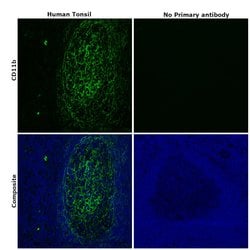 Invitrogen CD11b Recombinant Rabbit Monoclonal Antibody (JU93-81) 100 &mu;L | Buy Online | Invitrogen&trade; | Fisher Scientific