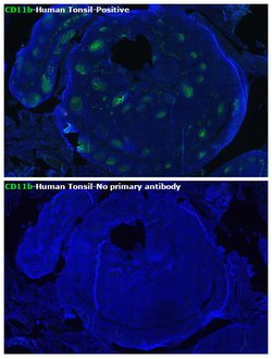Invitrogen CD11b Recombinant Rabbit Monoclonal Antibody (JU93-81) 100 &mu;L | Buy Online | Invitrogen&trade; | Fisher Scientific