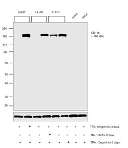 Invitrogen CD11b Recombinant Rabbit Monoclonal Antibody (JU93-81) 100 &mu;L | Buy Online | Invitrogen&trade; | Fisher Scientific