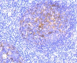 Invitrogen CD11b Recombinant Rabbit Monoclonal Antibody (JU93-81) 100 &mu;L | Buy Online | Invitrogen&trade; | Fisher Scientific