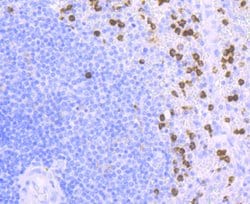 Invitrogen CD11b Recombinant Rabbit Monoclonal Antibody (JU93-81) 100 &mu;L | Buy Online | Invitrogen&trade; | Fisher Scientific