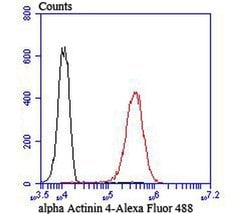 Invitrogen alpha Actinin 4 Recombinant Rabbit Monoclonal Antibody (JU20-23)