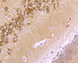 Invitrogen GluR2 Recombinant Rabbit Monoclonal Antibody (JU20-43) 100 &mu;L;