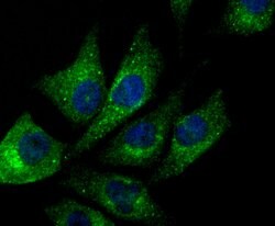 Invitrogen NDUFS3 Recombinant Rabbit Monoclonal Antibody (JU10-32) 100