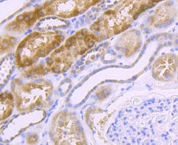 Invitrogen NDUFS3 Recombinant Rabbit Monoclonal Antibody (JU10-32) 100