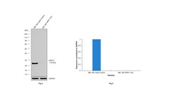 Invitrogen HPRT1 Recombinant Rabbit Monoclonal Antibody (JU03-26) 100 &mu;L;