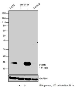 Invitrogen IFITM3 Recombinant Rabbit Monoclonal Antibody (JU73-02) 100