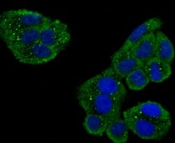 Invitrogen USP10 Recombinant Rabbit Monoclonal Antibody (JU32-62) 100 &mu;L;