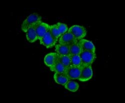 Invitrogen USP10 Recombinant Rabbit Monoclonal Antibody (JU32-62) 100 &mu;L;