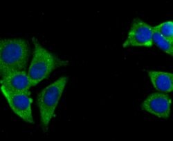 Invitrogen USP10 Recombinant Rabbit Monoclonal Antibody (JU32-62) 100 &mu;L;