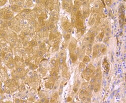Invitrogen USP10 Recombinant Rabbit Monoclonal Antibody (JU32-62) 100 &mu;L;