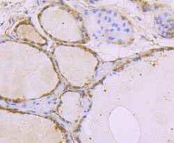 Invitrogen USP10 Recombinant Rabbit Monoclonal Antibody (JU32-62) 100 &mu;L;
