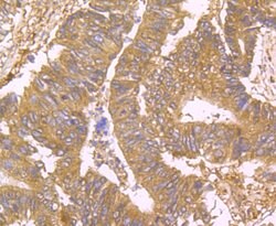 Invitrogen USP10 Recombinant Rabbit Monoclonal Antibody (JU32-62) 100 &mu;L;