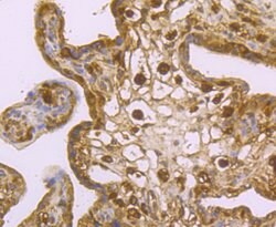 Invitrogen USP10 Recombinant Rabbit Monoclonal Antibody (JU32-62) 100 &mu;L;