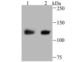 Invitrogen USP10 Recombinant Rabbit Monoclonal Antibody (JU32-62) 100 &mu;L;