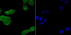 Invitrogen USP22 Recombinant Rabbit Monoclonal Antibody (JU63-27) 100 &mu;L;