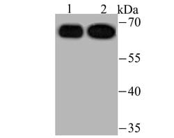 Invitrogen USP22 Recombinant Rabbit Monoclonal Antibody (JU63-27) 100 &mu;L;