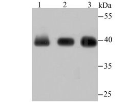 Invitrogen Histone Macro-H2A.1 Recombinant Rabbit Monoclonal Antibody (JU22-83) 100 &mu;L | Buy Online | Invitrogen&trade; | Fisher Scientific