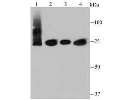 Invitrogen IKK epsilon Recombinant Rabbit Monoclonal Antibody (JU06-72)