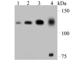 Invitrogen DDB1 Recombinant Rabbit Monoclonal Antibody (JU32-35) 100 &mu;L;