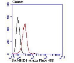 Invitrogen SAMHD1 Recombinant Rabbit Monoclonal Antibody (JU56-04) 100