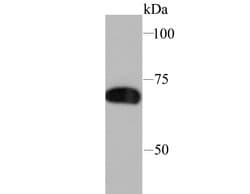 Invitrogen SAMHD1 Recombinant Rabbit Monoclonal Antibody (JU56-04) 100