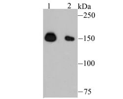Invitrogen NUP153 Recombinant Rabbit Monoclonal Antibody (JU40-41) 100