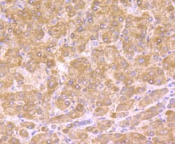 Invitrogen HSD11B1 Recombinant Rabbit Monoclonal Antibody (JU18-39) 100