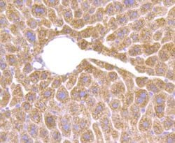 Invitrogen HSD11B1 Recombinant Rabbit Monoclonal Antibody (JU18-39) 100