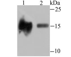 Invitrogen H3K14ac Recombinant Rabbit Monoclonal Antibody (JU43-26), ChIP-Verified 100 &mu;L | Buy Online | Invitrogen&trade; | Fisher Scientific