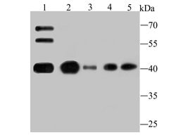 Invitrogen ATG3 Recombinant Rabbit Monoclonal Antibody (JU00-35) 100 &mu;L;