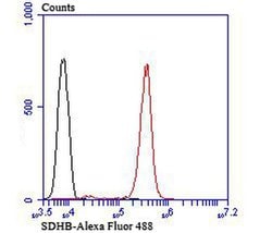 Invitrogen SDHB Recombinant Rabbit Monoclonal Antibody (JU02-33) 100 &mu;L;