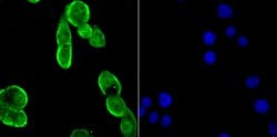 Invitrogen Drosha Recombinant Rabbit Monoclonal Antibody (JU33-01) 100
