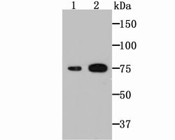Invitrogen TGM2 Recombinant Rabbit Monoclonal Antibody (JU30-02) 100 &mu;L;