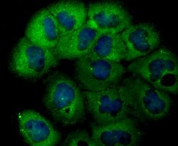 Invitrogen USP14 Recombinant Rabbit Monoclonal Antibody (JU30-49) 100 &mu;L;