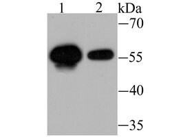 Invitrogen USP14 Recombinant Rabbit Monoclonal Antibody (JU30-49) 100 &mu;L;