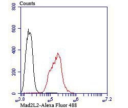 Invitrogen MAD2L2 Recombinant Rabbit Monoclonal Antibody (JU99-23) 100