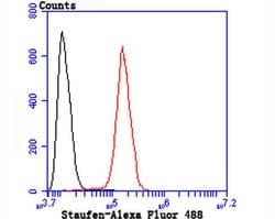 Invitrogen Staufen Recombinant Rabbit Monoclonal Antibody (JU30-85) 100
