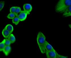 Invitrogen Staufen Recombinant Rabbit Monoclonal Antibody (JU30-85) 100