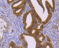 Invitrogen p23 Recombinant Rabbit Monoclonal Antibody (JU09-31) 100 &mu;L;