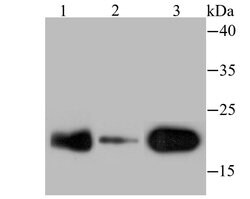 Invitrogen p23 Recombinant Rabbit Monoclonal Antibody (JU09-31) 100 &mu;L;